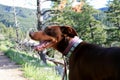 Brown Doberman stands with his tongue stuck out in nature.