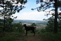 Brown Doberman stands on a mountain overlooking the valley