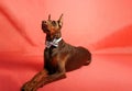 Brown Dobermann dog photo shooting in studio Royalty Free Stock Photo