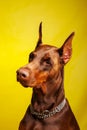Brown Dobermann dog photo shooting in studio Royalty Free Stock Photo