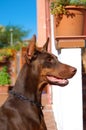 Brown Dobermann head study