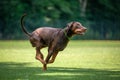 Brown dobermann with natural ears and tail training for schutzhund, igp, ipo Royalty Free Stock Photo