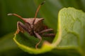 Dock bug Coreus marginatus Royalty Free Stock Photo