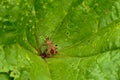 Brown Dock bug on a green leaf - Coreus marginatus Royalty Free Stock Photo