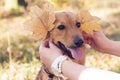 Brown dog and autumn ears from the leaves.