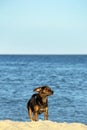 Brown dog on the background of the sea. Animals on vacation Royalty Free Stock Photo