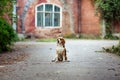 Brown dog beagle sitting in nice old English mansion location. Brick wall background. Royalty Free Stock Photo