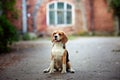 Brown dog beagle sitting in nice old English mansion location. Brick wall background. Summer tim Royalty Free Stock Photo