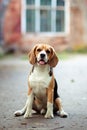 Brown dog beagle sitting in nice old English mansion location. Brick wall background. Royalty Free Stock Photo