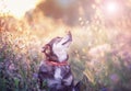 Cute brown dog with butterfly Machaon on his nose sits on a clear Sunny meadow and smiles happily on a warm summer day Royalty Free Stock Photo