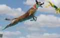 Brown dog catching a yellow toy dock diving