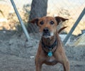 Brown dog with a collar in the dog shelter