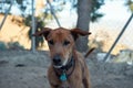 Brown dog with a collar in the dog shelter