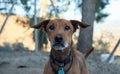 Brown dog with a collar in the dog shelter