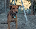 Brown dog with a collar in the dog shelter