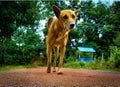 Brown dog cute big dog with hairy body and large ears in forest a shelter backside Royalty Free Stock Photo