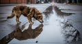Brown Dog Drinking From Puddle Reflecting on Wet Street Royalty Free Stock Photo