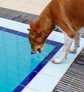 A brown dog is drinking water from a pool Royalty Free Stock Photo