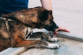 Brown dog drinks water from a drinking fountain. Dog Thirst Quencher. Royalty Free Stock Photo