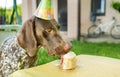 Brown dog eating cake. Birthday party background. Summer time. Funny pets. Sweet Dreams. Keep diet. Royalty Free Stock Photo