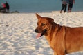 Brown Dog Enjoying a Sunny Beach Day.