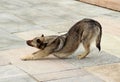 Brown dog flexes, pulling the front paws Royalty Free Stock Photo