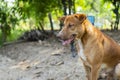 brown dog in the forest, pets