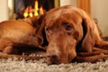 Brown Dog In Front Of The Fire Place