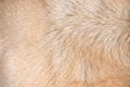 Brown dog fur texture animal line patterns  background Royalty Free Stock Photo