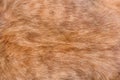 Brown dog fur texture background, breed pit bull terrier Royalty Free Stock Photo