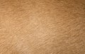 Brown dog fur texture or background. Royalty Free Stock Photo