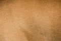 Brown dog fur texture or background. Royalty Free Stock Photo