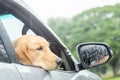 Brown dog Golden Retriever sitting in the car at the raining day Royalty Free Stock Photo