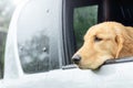 Brown dog Golden Retriever sitting in the car at the raining day Royalty Free Stock Photo