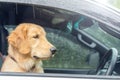 Brown dog Golden Retriever sitting in the car at the raining day Royalty Free Stock Photo