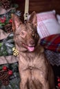 Brown dog, half-breed husky