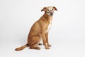 Brown dog with halter sitting on the white background. Royalty Free Stock Photo
