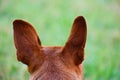 Brown dog head backside Royalty Free Stock Photo