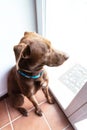 Brown dog at home looking through the window, wanting to go for a walk. waiting concept