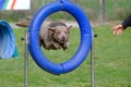 dog jump hurdle, tire, dog agility competition. Royalty Free Stock Photo