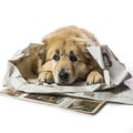 A brown dog peacefully resting on a newspaper bag