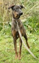 brown dog, on a leash on the grass,, mestizo,