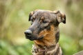 brown dog, on a leash on the grass,, mestizo,