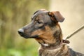 brown dog, on a leash on the grass,, mestizo,