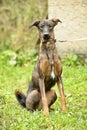 brown dog, on a leash on the grass,, mestizo,