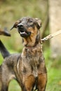 brown dog, on a leash on the grass,, mestizo,