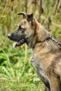 brown dog, on a leash on the grass,, mestizo