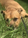 Brown dog on leash, laying in the grass yard