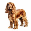 Hyper-realistic Cocker Spaniel Standing Illustration On White Background