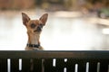 Small Brown Dog looking over back of bench Royalty Free Stock Photo
